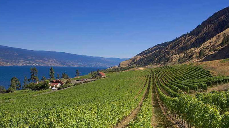 Okanagan Limousine offers wonderful wine tours throughout Summerland.