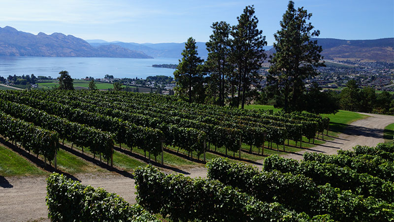 Okanagan Limousine offers wonderful wine tours throughout West Kelowna.