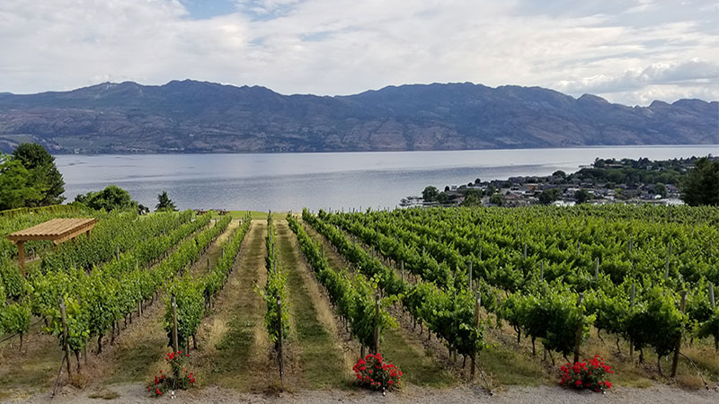 Okanagan Limousine offers wonderful wine tours throughout the West Kelowna wine region.