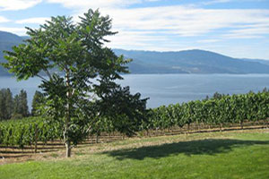 Package 1 - Tour Lake Country wineries with Okangan Limousine.