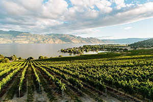 Package 5 - Tour more West Kelowna wineries with Okangan Limousine.