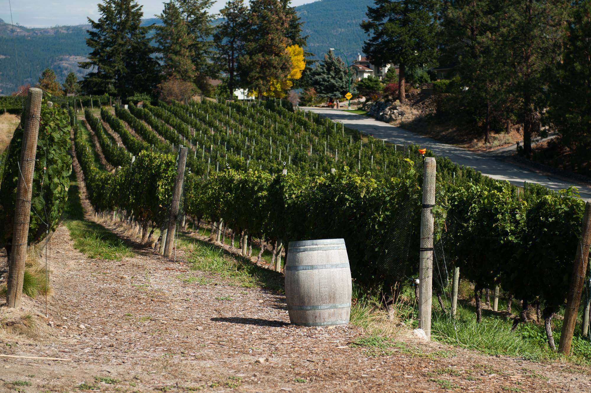 Package 6 - Tour Summerland wineries with Okangan Limousine.